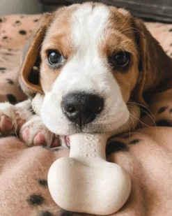 BETTERBONE Natural Hypoallergenic Eco-Friendly Dog Chew Toy 22 BETTERBONE Natural Hypoallergenic Eco-Friendly Dog Chew Toy -Pet Sale Shop 8 25d21357 736b 44bb a7fe 4565da410167