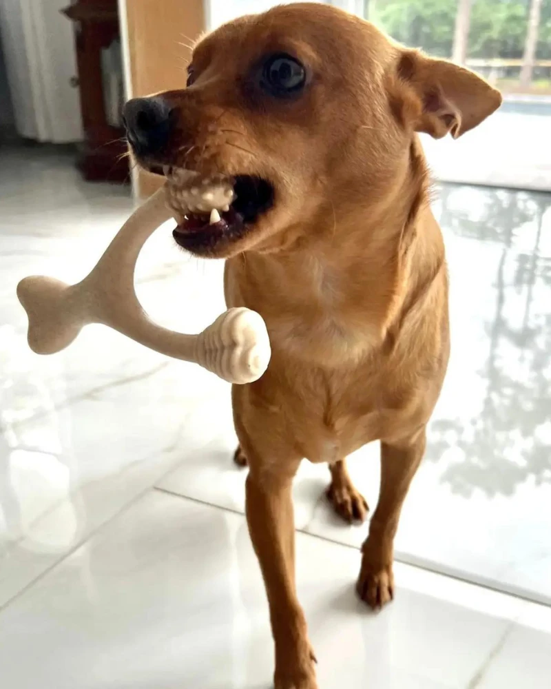 BETTERBONE Natural Hypoallergenic Eco-Friendly Dog Chew Toy 11 BETTERBONE Natural Hypoallergenic Eco-Friendly Dog Chew Toy - Image 11