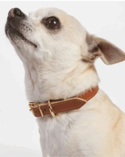 BRANNI Small Dog Collar In Cognac Leather (Made In Italy) (FINAL SALE)