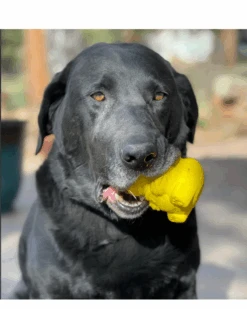 SODA PUP Honey Bear Tuff Chew & Treat Dispensing Dog Toy (Made In The USA) -Pet Sale Shop BearDog