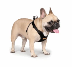 CHARLIE'S BACKYARD Comfort Dog Harness In Black -Pet Sale Shop CHARLIE SBACKYARDComfortHarnessinBlack2