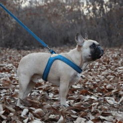 CHARLIE'S BACKYARD Buckle Up Easy Dog Harness In Teal -Pet Sale Shop CHARLIE S BACKYARD Buckle Up Easy Harness in Blue 3 2b9bc8a2 f4d6 48dc a07f 66ab27e5d822