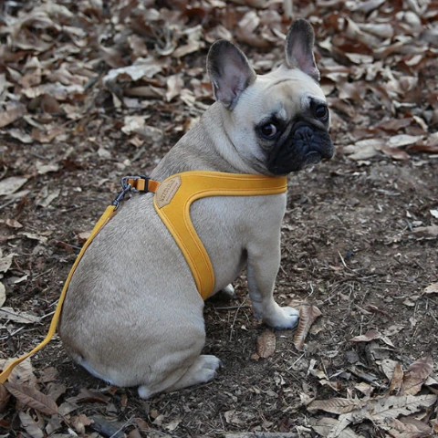 CHARLIE'S BACKYARD Buckle Up Easy Dog Harness In Yellow 8 CHARLIE'S BACKYARD Buckle Up Easy Dog Harness In Yellow - Image 8