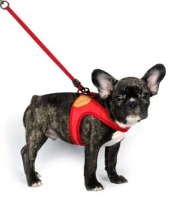 CHARLIE'S BACKYARD Adjustable Easy Dog Harness In Red -Pet Sale Shop CHARLIE S BACKYARD EASY HARNESS RED 3 6c0233b3 58aa 4eb3 a5b9 70560dfc8055