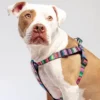 DOG & CO. COLLECTION Step-In Dog Harness In Rainbow Serape & Leopard (Made In NYC)
