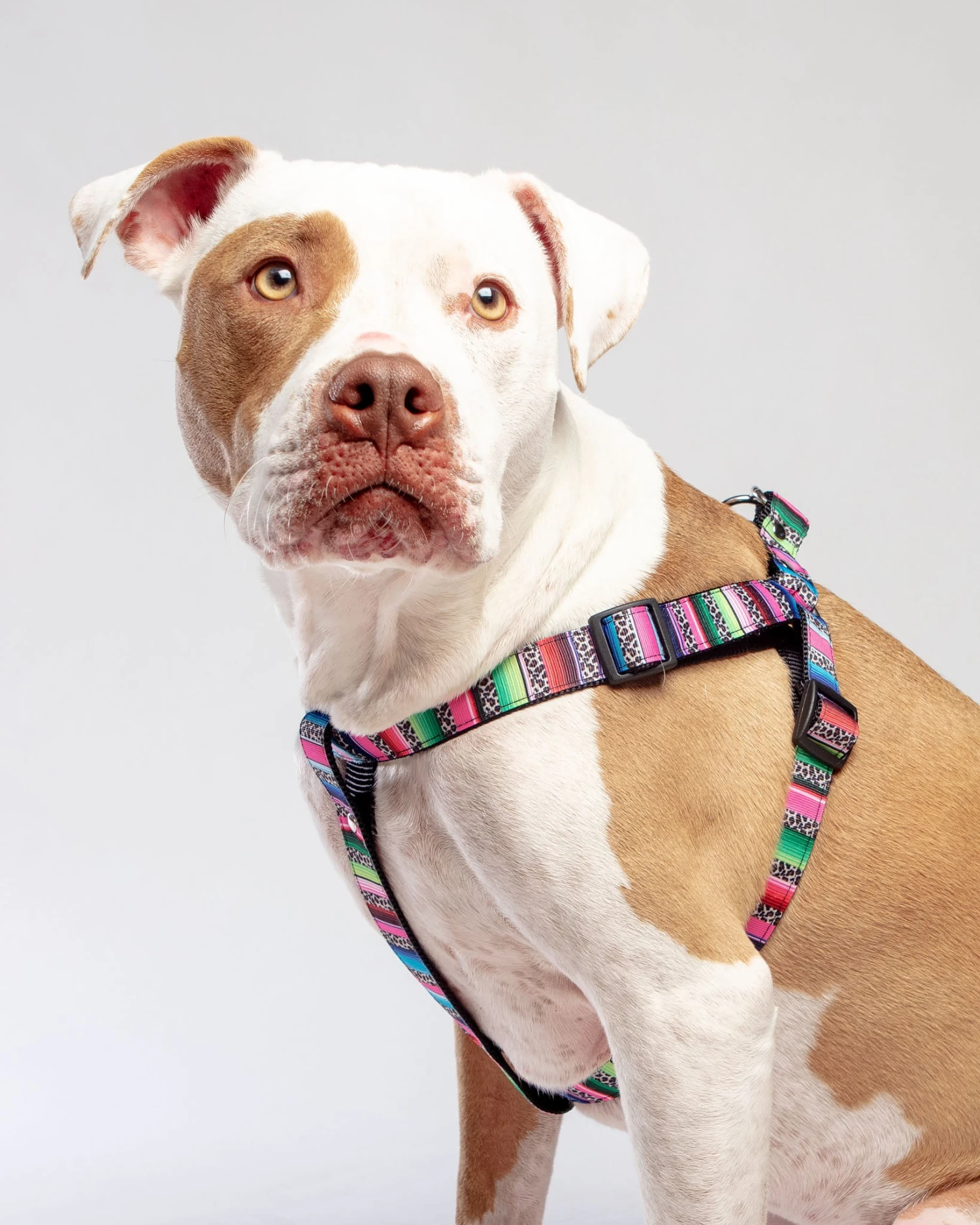 DOG & CO. COLLECTION Step-In Dog Harness In Rainbow Serape & Leopard (Made In NYC) 1 DOG & CO. COLLECTION Step-In Dog Harness In Rainbow Serape & Leopard (Made In NYC)