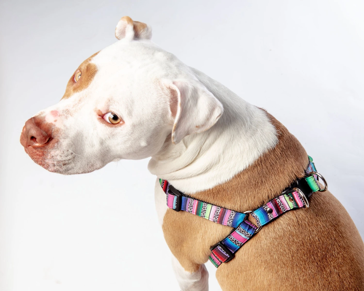 DOG & CO. COLLECTION Step-In Dog Harness In Rainbow Serape & Leopard (Made In NYC) 8 DOG & CO. COLLECTION Step-In Dog Harness In Rainbow Serape & Leopard (Made In NYC) - Image 8