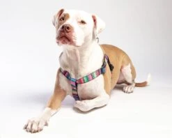 DOG & CO. COLLECTION Step-In Dog Harness In Rainbow Serape & Leopard (Made In NYC) 12 DOG & CO. COLLECTION Step-In Dog Harness In Rainbow Serape & Leopard (Made In NYC) -Pet Sale Shop Dog CO 1C5A2211