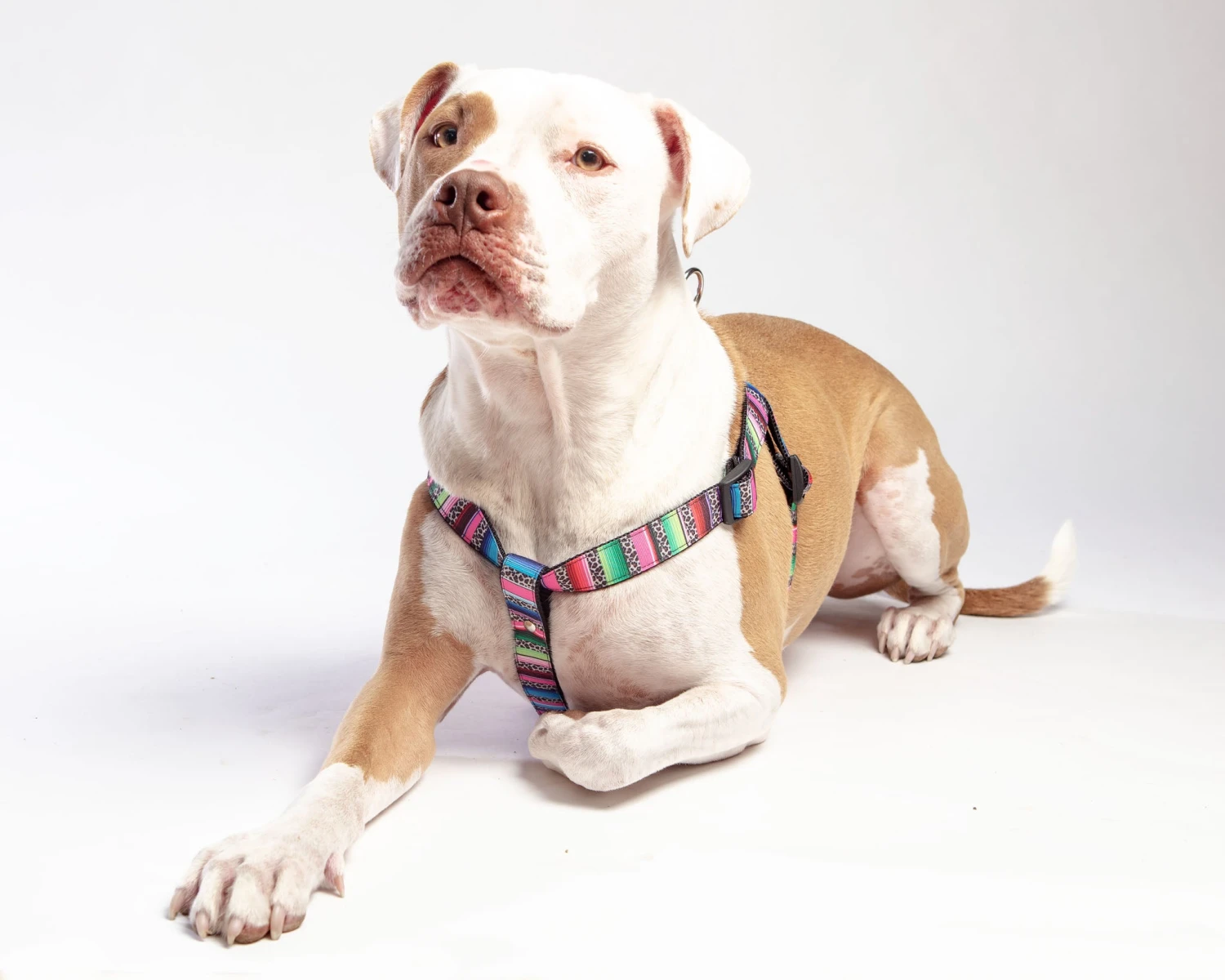 DOG & CO. COLLECTION Step-In Dog Harness In Rainbow Serape & Leopard (Made In NYC) 4 DOG & CO. COLLECTION Step-In Dog Harness In Rainbow Serape & Leopard (Made In NYC) - Image 4