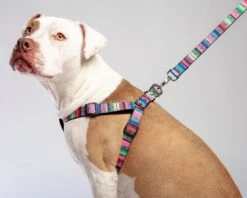 DOG & CO. COLLECTION Step-In Dog Harness In Rainbow Serape & Leopard (Made In NYC) 17 DOG & CO. COLLECTION Step-In Dog Harness In Rainbow Serape & Leopard (Made In NYC) -Pet Sale Shop Dog CO 1C5A2219 6e9c2a43 2d68 43eb 857f 29299d523bcc
