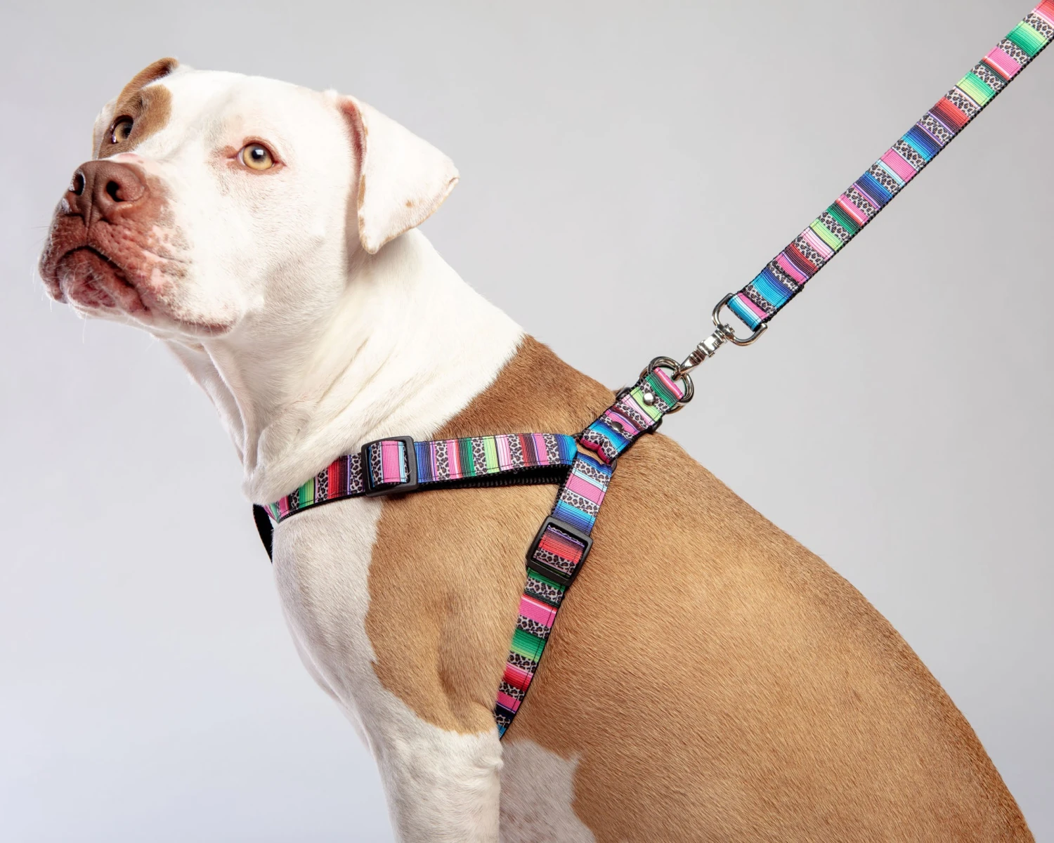 DOG & CO. COLLECTION Step-In Dog Harness In Rainbow Serape & Leopard (Made In NYC) 9 DOG & CO. COLLECTION Step-In Dog Harness In Rainbow Serape & Leopard (Made In NYC) - Image 9