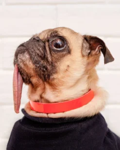 TRACEY TANNER The Cleo Leather Tag Collar In Neon Pink Patent (DOG & CO. Exclusive) 7 TRACEY TANNER The Cleo Leather Tag Collar In Neon Pink Patent (DOG & CO. Exclusive) -Pet Sale Shop Dog Co 0854 4117433f 769f 434a ab19 dff9cc7047b8