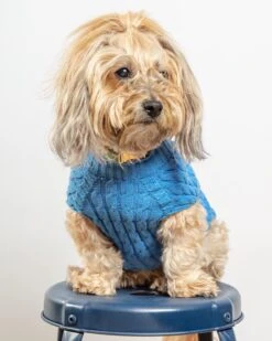 DOG & CO. COLLECTION The Uptown Cable Knit Sweater In French Blue American Cotton (Made In NYC) 9 DOG & CO. COLLECTION The Uptown Cable Knit Sweater In French Blue American Cotton (Made In NYC) -Pet Sale Shop Dog Co 1C5A0098