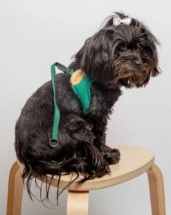 CHARLIE'S BACKYARD Adjustable Easy Dog Harness In Green 8 CHARLIE'S BACKYARD Adjustable Easy Dog Harness In Green -Pet Sale Shop Dog Co 1C5A0612 b049eba8 9adf 4ff5 a31d 83430c3bacac