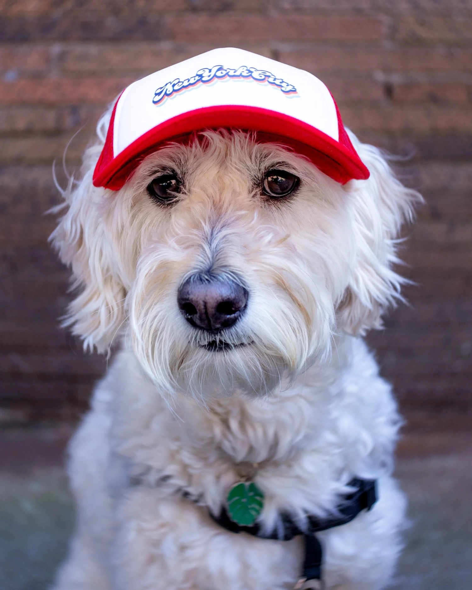 PUPLID New York City Pet Trucker Hat (DOG & CO. EXCLUSIVE) 2 PUPLID New York City Pet Trucker Hat (DOG & CO. EXCLUSIVE) - Image 2