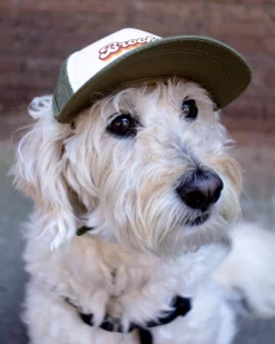 PUPLID Brooklyn Pet Trucker Hat (DOG & CO. EXCLUSIVE) -Pet Sale Shop Dog Co 1C5A0749 c1e539ec 0079 40c9 a705 8ec3c990758d