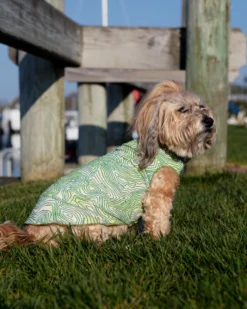 GOLD PAW Sun Shield Tee In Grand Teton Green (Made In The USA) 13 GOLD PAW Sun Shield Tee In Grand Teton Green (Made In The USA) -Pet Sale Shop Dog Co 1C5A1134