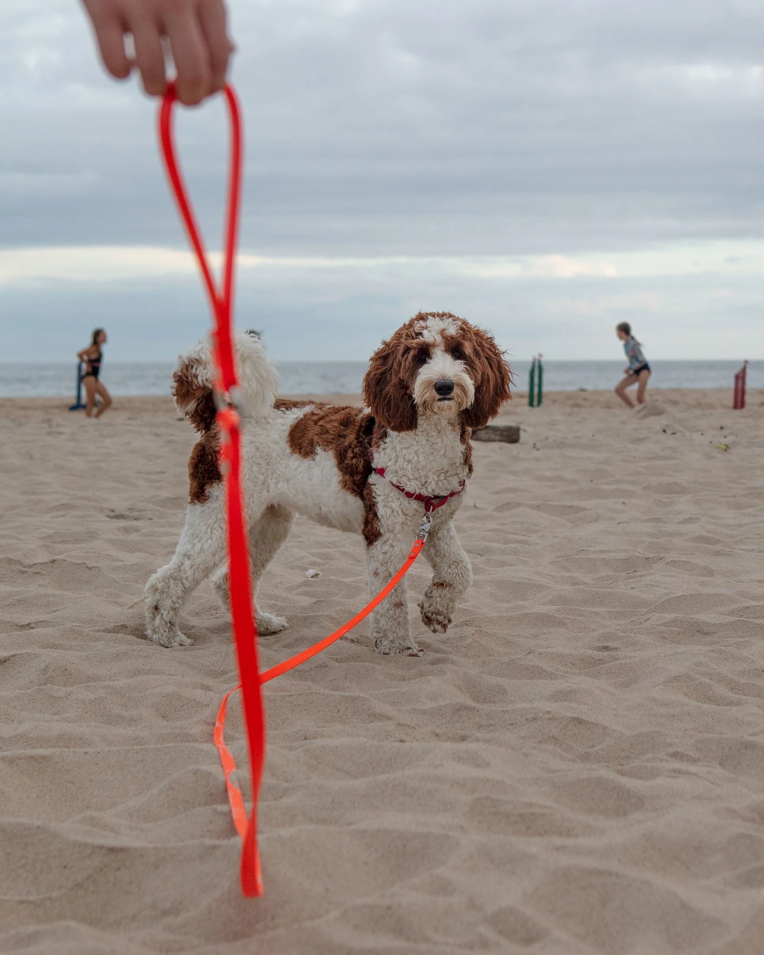 DOG & CO. COLLECTION Weekend Long Leash In Neon Orange (10 Or 20 Foot) (Made In The USA) 7 DOG & CO. COLLECTION Weekend Long Leash In Neon Orange (10 Or 20 Foot) (Made In The USA) - Image 7