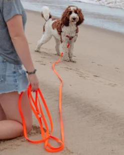 DOG & CO. COLLECTION Weekend Long Leash In Neon Orange (10 Or 20 Foot) (Made In The USA) 12 DOG & CO. COLLECTION Weekend Long Leash In Neon Orange (10 Or 20 Foot) (Made In The USA) -Pet Sale Shop Dog Co 1C5A1180