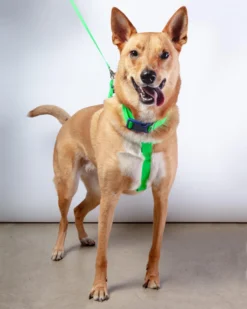 DOG & CO. COLLECTION A Walk In The Park Dog Harness (Made In The USA) (FINAL SALE) -Pet Sale Shop Dog Co 1C5A1299 scaled