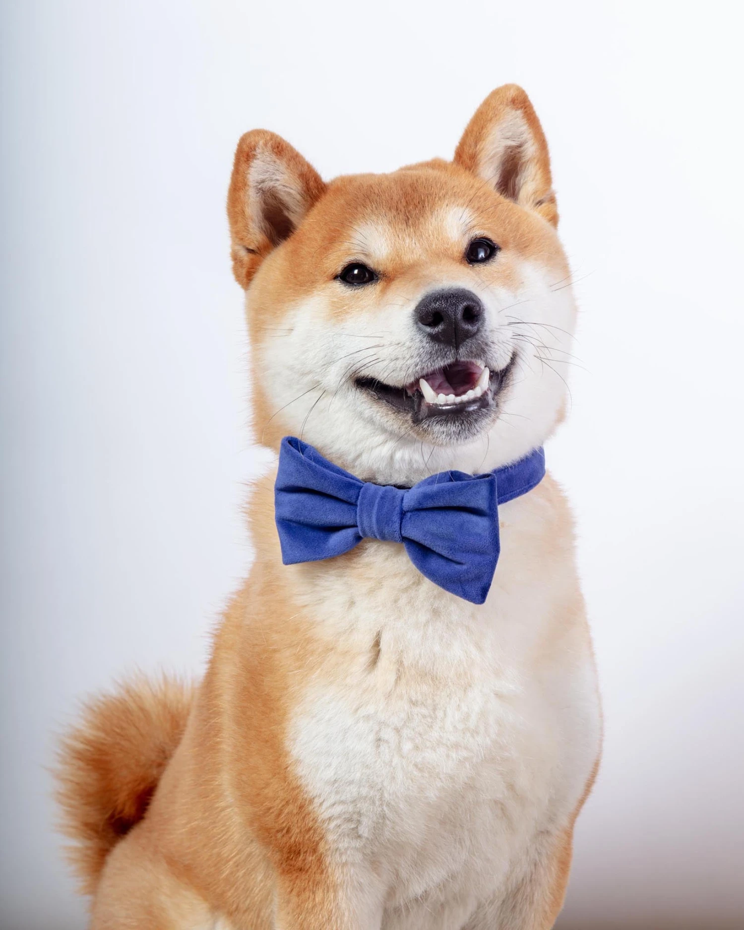 THE FOGGY DOG Navy Velvet Dog Bow-Tie (Made In The USA) 2 THE FOGGY DOG Navy Velvet Dog Bow-Tie (Made In The USA) - Image 2