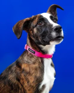 WAGWEAR Nylon Metropolitan Collar In Neon Pink (Made In The USA)