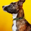WAGWEAR Nylon Metropolitan Collar In Olive Green (Made In The USA)