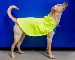 DOG & CO. COLLECTION Action Jacket Pull-On Raincoat In Safety Yellow + Blue (Made In NYC) -Pet Sale Shop Dog Co 1C5A1563