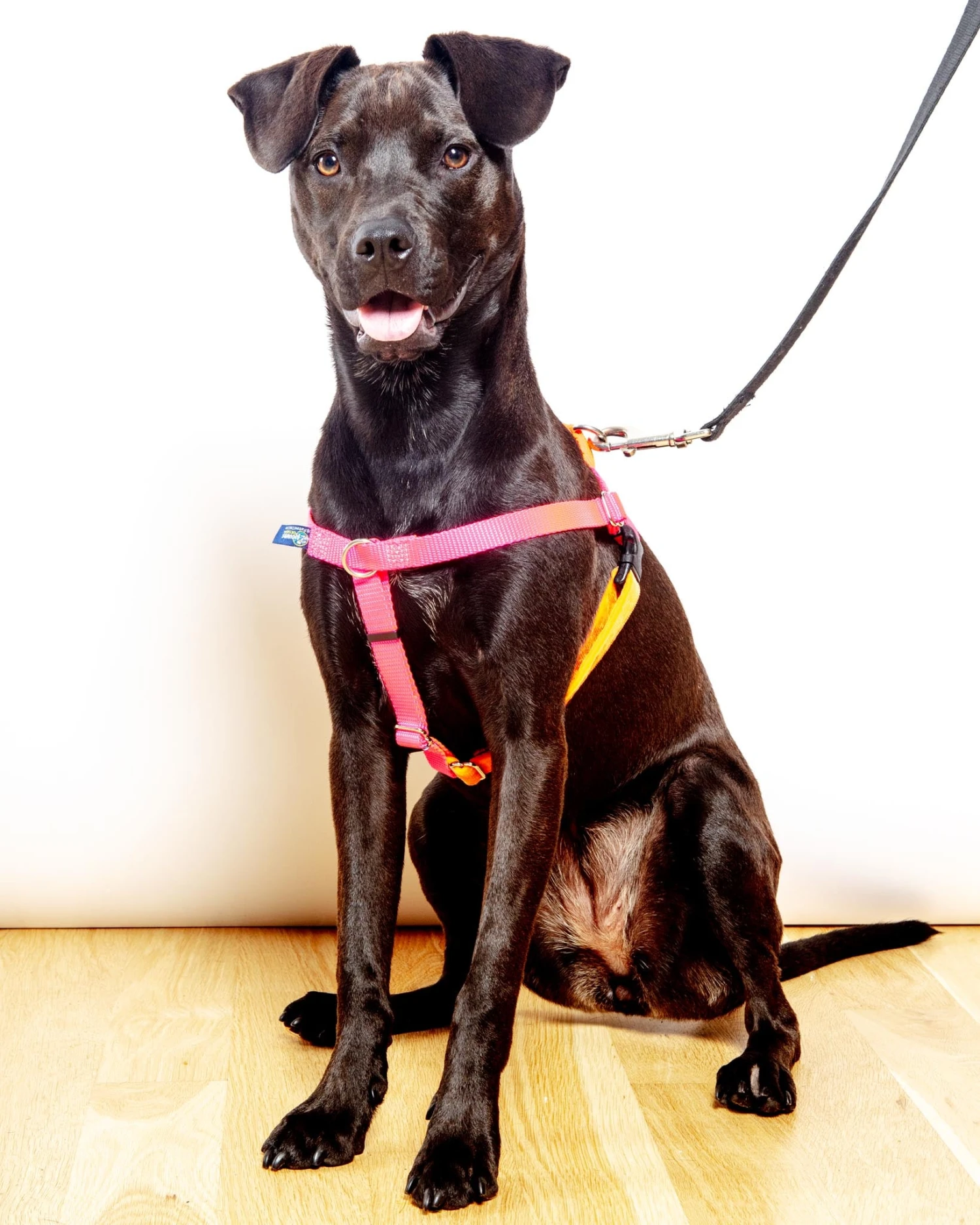 2 HOUNDS For DOG & CO. (Exclusive) Freedom No-Pull Harness In Neon Pink & Orange (Made In The USA) 3 2 HOUNDS For DOG & CO. (Exclusive) Freedom No-Pull Harness In Neon Pink & Orange (Made In The USA) - Image 3