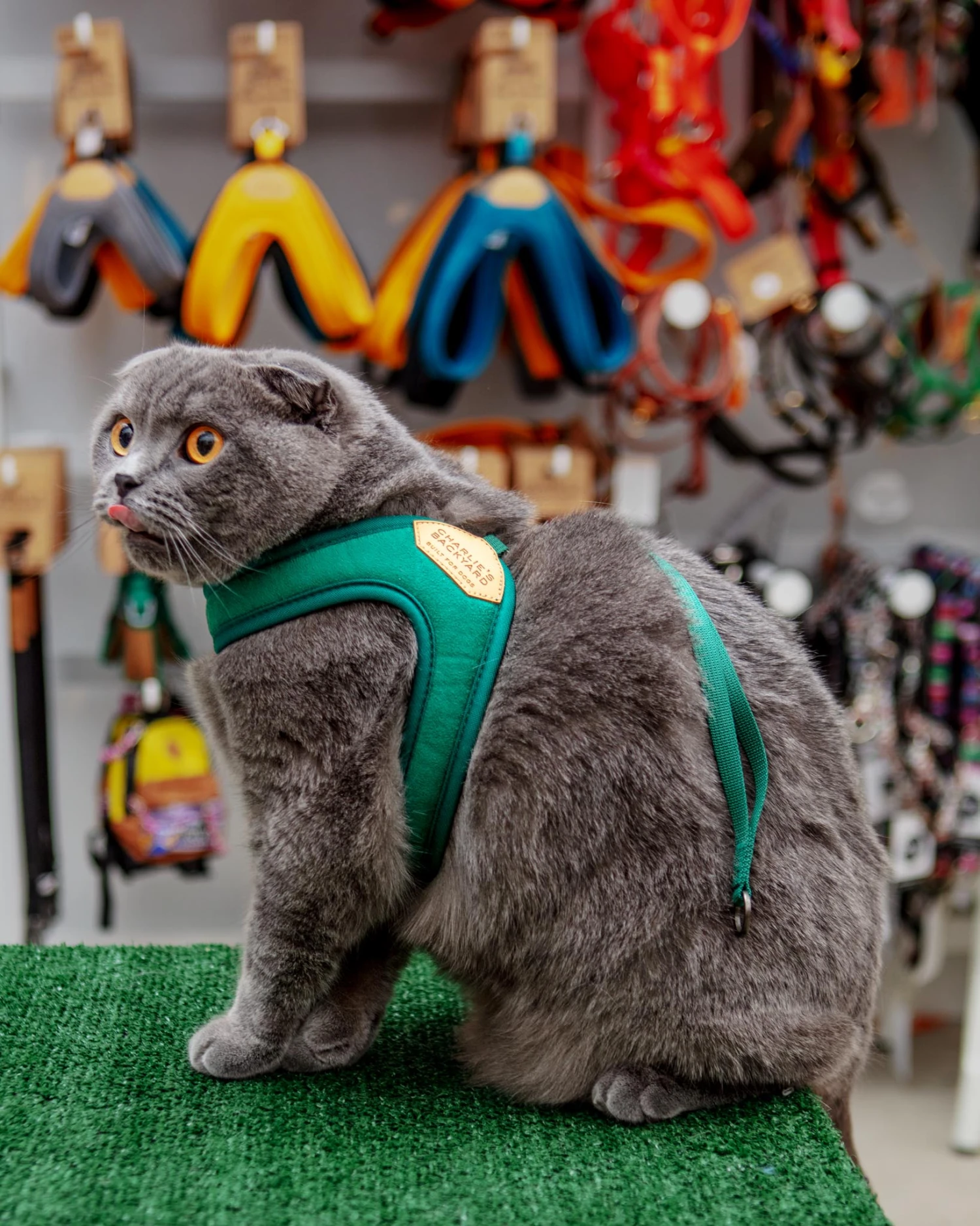 CHARLIE'S BACKYARD Adjustable Easy Dog Harness In Green 2 CHARLIE'S BACKYARD Adjustable Easy Dog Harness In Green - Image 2