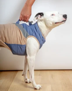 GOOBY Mountaineer Waterproof Dog Harness Jacket In Tan & Moonstone Blue (FINAL SALE) -Pet Sale Shop Dog Co 1C5A1967