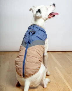 GOOBY Mountaineer Waterproof Dog Harness Jacket In Tan & Moonstone Blue (FINAL SALE) -Pet Sale Shop Dog Co 1C5A1973