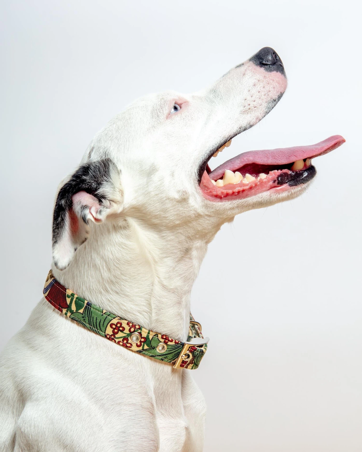 BLOSSOM CO. William Morris Golden Lily Dog Collar 1 BLOSSOM CO. William Morris Golden Lily Dog Collar