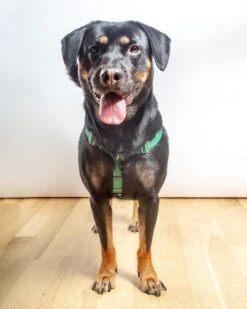 2 Hounds Design Freedom No-Pull Harness In Kelly Green (Made In The USA) (FINAL SALE) 12 2 Hounds Design Freedom No-Pull Harness In Kelly Green (Made In The USA) (FINAL SALE) -Pet Sale Shop Dog Co 1C5A2138 9765a447 bbf9 44ce 9e50 9e6a5a8319e9