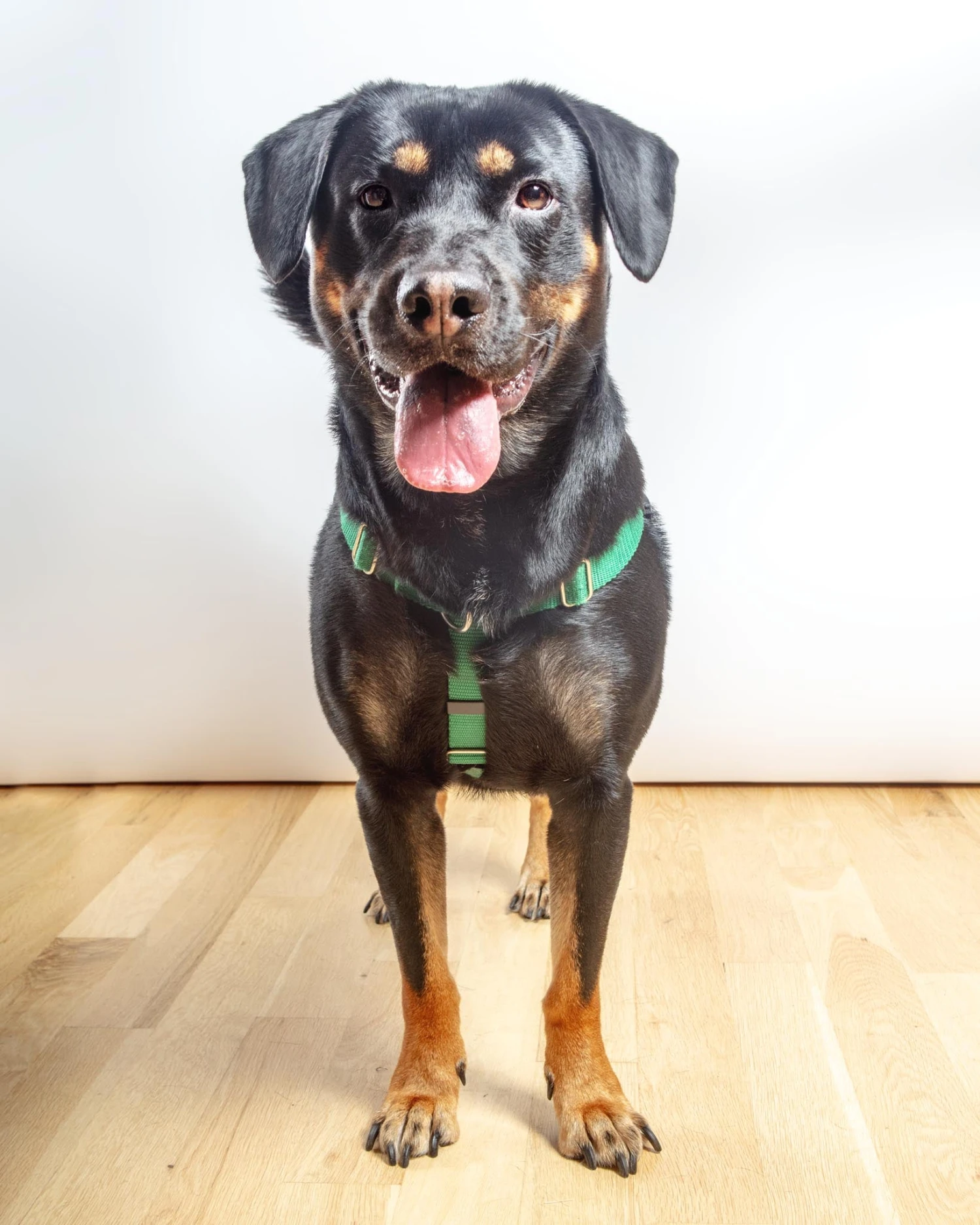 2 Hounds Design Freedom No-Pull Harness In Kelly Green (Made In The USA) (FINAL SALE) 4 2 Hounds Design Freedom No-Pull Harness In Kelly Green (Made In The USA) (FINAL SALE) - Image 4