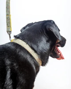 BLOSSOM CO. Eriskay Harris Tweed Dog Collar 12 BLOSSOM CO. Eriskay Harris Tweed Dog Collar -Pet Sale Shop Dog Co 1C5A2153