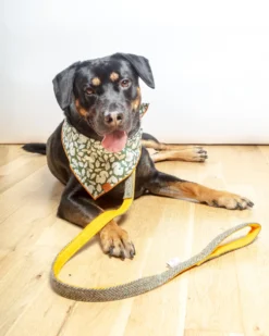 BLOSSOM CO. Eriskay Harris Tweed Dog Collar 13 BLOSSOM CO. Eriskay Harris Tweed Dog Collar -Pet Sale Shop Dog Co 1C5A2167