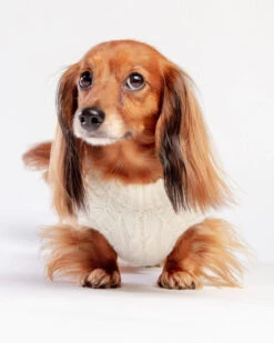 DOG & CO. COLLECTION The Uptown Cable Knit Sweater In Natural American Cotton (Made In NYC)