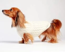 DOG & CO. COLLECTION The Uptown Cable Knit Sweater In Natural American Cotton (Made In NYC) 8 DOG & CO. COLLECTION The Uptown Cable Knit Sweater In Natural American Cotton (Made In NYC) -Pet Sale Shop Dog Co 1C5A2373 2048x 2ce3d868 ffd5 441f b5bf f972593ccd12