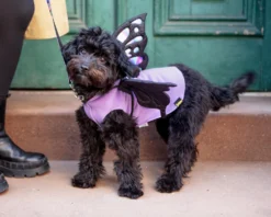 DOGO Adjustable Tie-On Butterfly Wings For Dogs 17 DOGO Adjustable Tie-On Butterfly Wings For Dogs -Pet Sale Shop Dog Co 1C5A2718