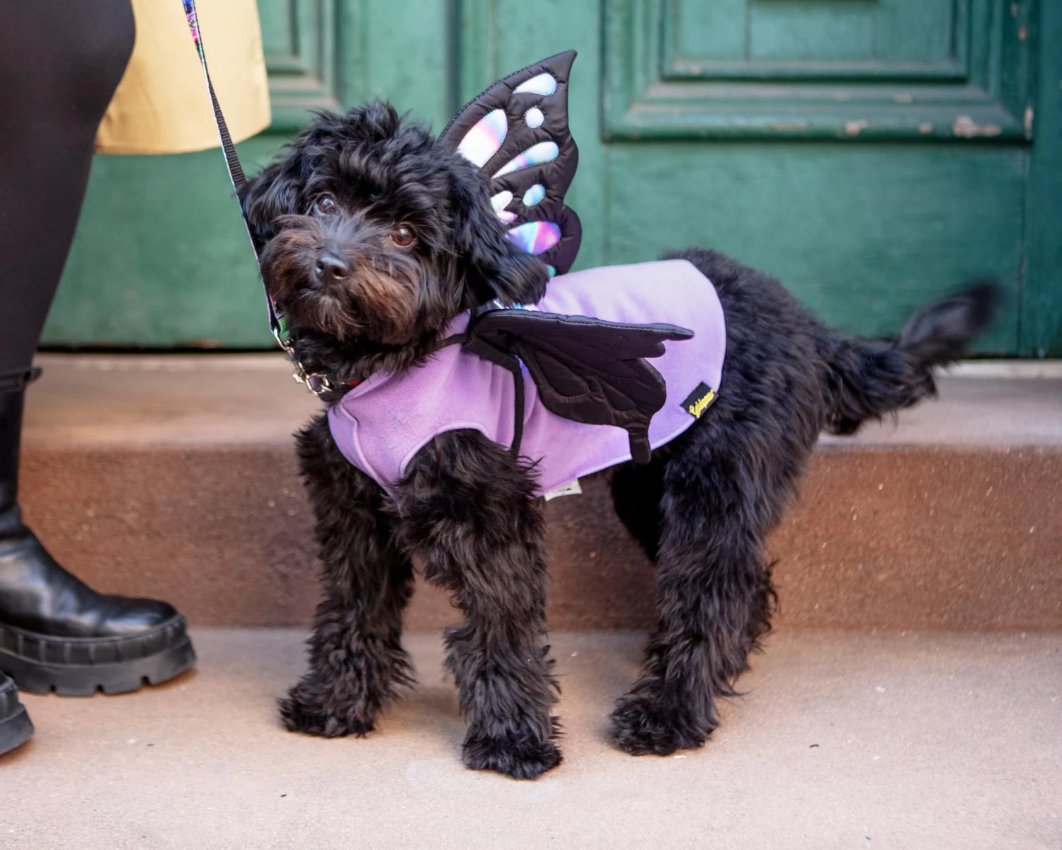 DOGO Adjustable Tie-On Butterfly Wings For Dogs 6 DOGO Adjustable Tie-On Butterfly Wings For Dogs - Image 6