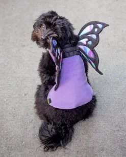 DOGO Adjustable Tie-On Butterfly Wings For Dogs 18 DOGO Adjustable Tie-On Butterfly Wings For Dogs -Pet Sale Shop Dog Co 1C5A2733
