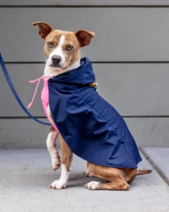 DOG & CO. COLLECTION Action Jacket Pull-On Raincoat In Navy + Neon Pink (Made In NYC) -Pet Sale Shop Dog Co 1C5A2952