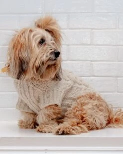 DOG & CO. COLLECTION Downtown Roll Neck Dog Sweater In Natural 17 DOG & CO. COLLECTION Downtown Roll Neck Dog Sweater In Natural -Pet Sale Shop Dog Co 1C5A3189