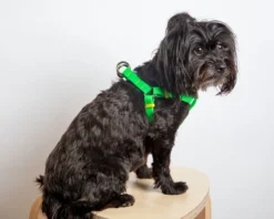 DOG & CO. COLLECTION A Walk In The Park Dog Harness (Made In The USA) (FINAL SALE) -Pet Sale Shop Dog Co 1C5A3629