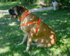 DOG & CO. COLLECTION A Walk In The Park Dog Harness (Made In The USA) (FINAL SALE) -Pet Sale Shop Dog Co 1C5A3701