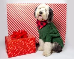 DOG & CO. COLLECTION Downtown Roll Neck Dog Sweater In Evergreen 11 DOG & CO. COLLECTION Downtown Roll Neck Dog Sweater In Evergreen -Pet Sale Shop Dog Co 1C5A3787 1