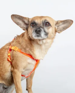 DOG & CO. COLLECTION A Walk In The Park Dog Harness (Made In The USA) (FINAL SALE) -Pet Sale Shop Dog Co 1C5A3945