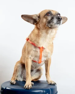 DOG & CO. COLLECTION A Walk In The Park Dog Harness (Made In The USA) (FINAL SALE) -Pet Sale Shop Dog Co 1C5A3951 8d578645 91f0 4a61 ab56 3897f78a43e5