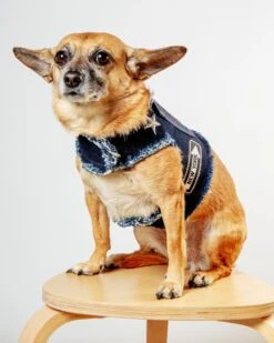 HEADS OR TAILS PUP NYC Denim Dog Harness (Dog & Co. Exclusive) -Pet Sale Shop Dog Co 1C5A4697